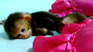 OMG !! Newborn Baby Monkey Three Day Can Move Till fall Down On pillow