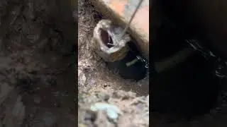 Fisherman&rsquo;s Happiness a gray-headed mud-hole old eel #shorts #fishing #eel #catchandrelease #nature