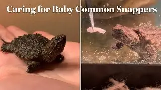 How to Take Care of Baby Common Snapping Turtles
