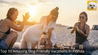 Top 10 Amazing Dog Friendly Vacations in Florida in 2023 🏖️🏞️| Best Dog-Friendly Trips in Florida