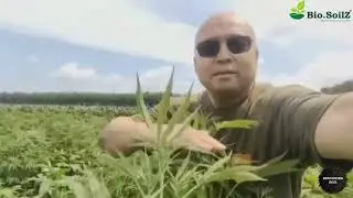 China - 100% Yield Increase in Industrial Hemp Field Trial with Bio.SoilZ & Bio.PlantZ