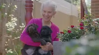 Highview Labradors Puppy Happiness, Vic, Aust. Puppies 2024 &ndash; Preview 1 1