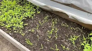 Extending Your Growing Season In Cold Weather. Hot Box/ Cold Frame.