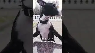 Cool Black and White Staffordshire Terrier and Pit Bull Terrier Mix with spiked collar!! #shorts 🦴