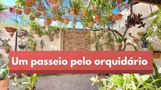 Mostrando resultados de replantes de orquídeas e dicas de cultivo.
