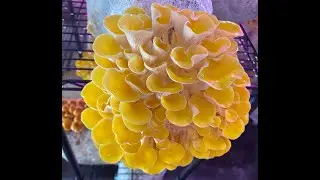 Exotic mushrooms are growing inside a cargo container in N.J.
