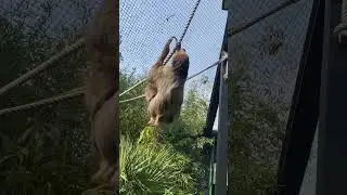 Moving fast for a sloth, wonderful&rsquo;