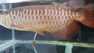 Arowana Grooming Updates from our satisfied (Hyderabad)Customer