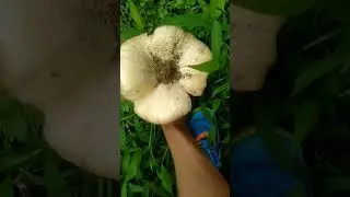 Jamur barat istimewa