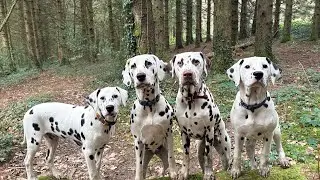 Boxing Day walk with the babies