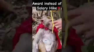 Award instead of Salary Hike 😅 #award #bestemployee #hike #salary #corporate #party