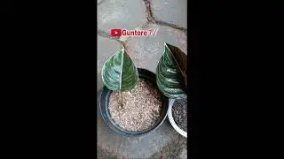 harga aglonema rotundum aceh| jenis aglaonema yg hasilkan pride of sumatera (red sumatera ) #shorts