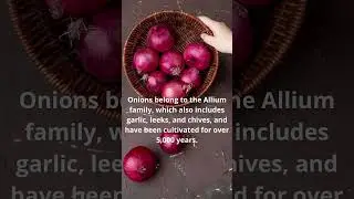 Onion  The Flavorful Layer of Life 🧅
