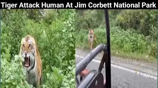 Tiger Attack on Human Jim Corbett National Park Sitavani|| Tiger attack Jim Corbett National park 🐅
