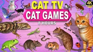 CAT TV 4K 60FPS 😻 Best Cat Games Compilation for Cats to Watch | 8 Hours of Birds, Bugs & Fun