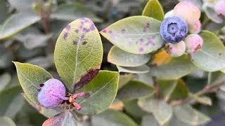 RUST CONTROL IN BLUEBERRY
