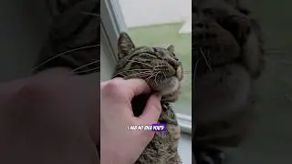 Unveiling the Truth: Theo is So Important to Me ❤️#cat #cats #funnycatvideos #Theo #capcut