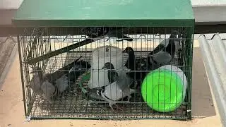 Pigeon Magnet - Seeing is believing