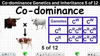 Co-dominance Genetics and Inheritance Grade 12 Life Sciences 5 of 12
