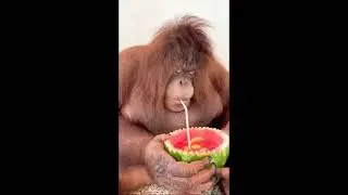 The monkey is drinking juice, #short