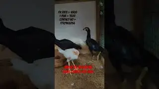 Imported bloodline aseel chicks for sale ❤️ cheapest price
