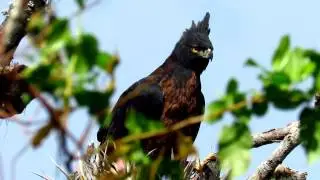 Black-and-chestnut Eagle, Spizaetus isidori, Reserva El Dorado, Sierra Nevada de santa marta
