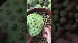 Skill tingkat dewa panen biji lotus yang sangat memuaskan #shorts