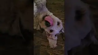 #DukeMayonnaise #DoodleStar #AustralianLabradoodle