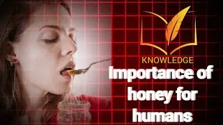 Importance of honey for humans 