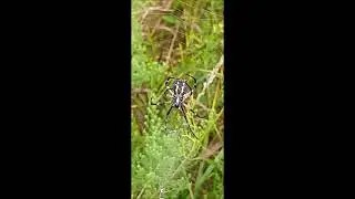 3M Garden Spider completes Zig Zag Zipper stabilimentum    Argiope aurantia #tatamocmilkweedvillage