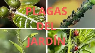 JARD&Iacute;N sin PLAGAS, TRUCOS M&Aacute;GICOS (que nadie te ha contado)