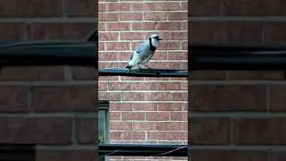 Blue Jay song