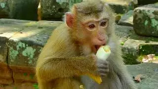 Adorable Monkey Rose eat banana so sweet