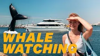 Whale watching in Perth Western Australia