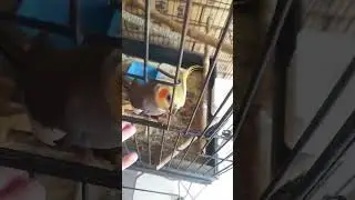 Taking my bird outside
