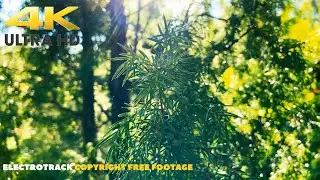 Nature Close Up Background video 4K | No copyright footage | Free download