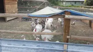 The last look at all the turkeys together before we start processing a few of them