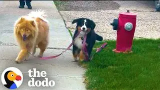 Puppy Guides Her Blind Big Sister on Walks | The Dodo