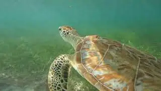 Snorkeling with turtles at Akumal beach, Mexico 🤿 🐢