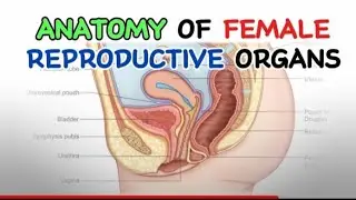 ANATOMY OF FEMALE REPRODUCTIVE ORGANS Part 1 | EXTERNAL GENITALIA