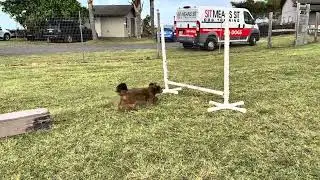 Havanese Taz is jumping for joy!