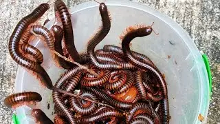 Catching giant millipede by hand picker at abandoned house