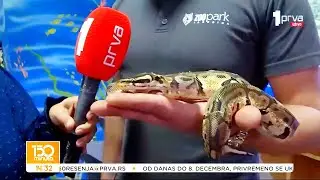 150 minuta TV PRVA - &Scaron;ta rade zmije zimi? (TV KCN 03.12.2025)
