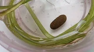 Гидра обыкновенная, гидра бесстебельная (лат. Hydra vulgaris)