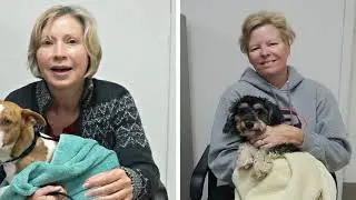 P.E.I. Humane Society says housing issues leading to more pets being put for adoption