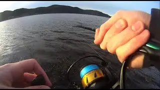 Small strong cod bit close to land on the M&oslash;resilda 15 grams holographic silver/black