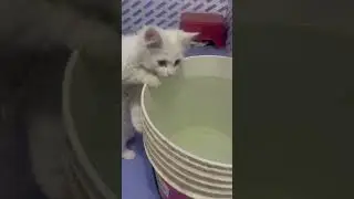 Hay garmi #garmi #summer #summertime #summerspecial #pets #petlover #shorts #viral #shortsvideo