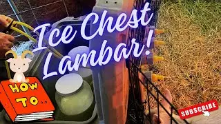 How To Build an ICE CHEST LAMBAR || Self Feeding System || Dairy Goats