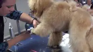 Christies Direct Presents - The Groomer Development Programme