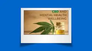 Best CBD Oil